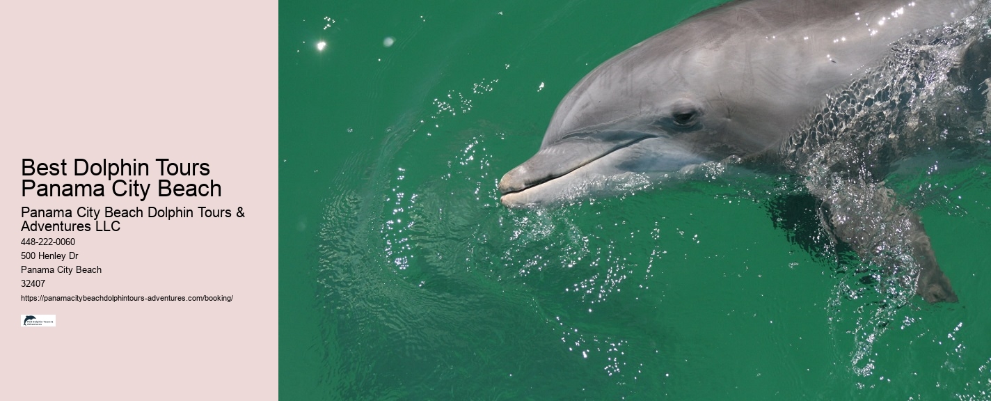 Best Dolphin Boat Tour Clearwater