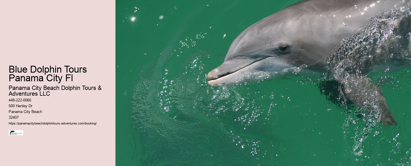 Dolphin Watching Boat Tour