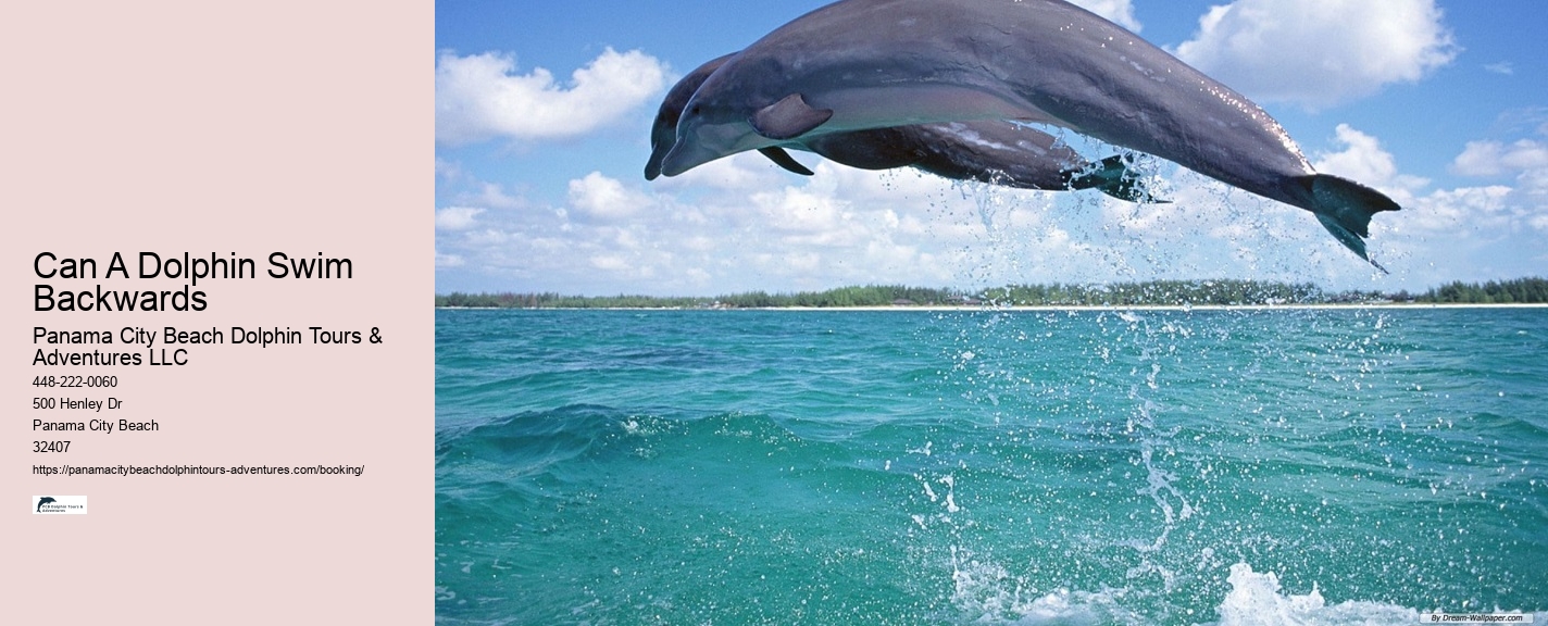 Dolphin Watching Near Me