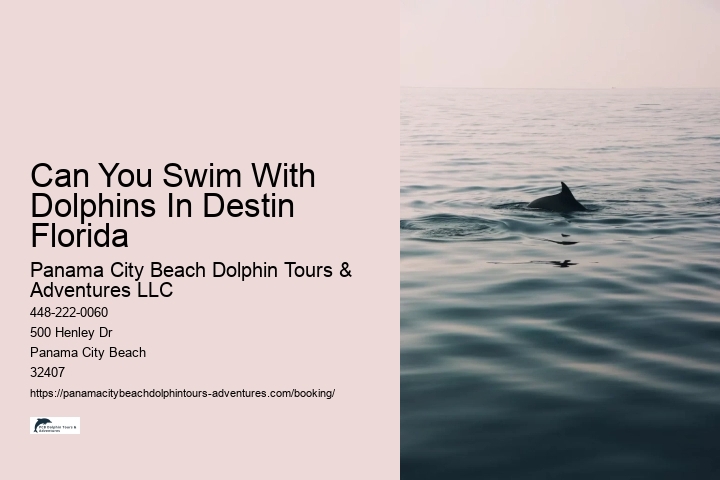 Can You Swim With Dolphins In Destin Florida