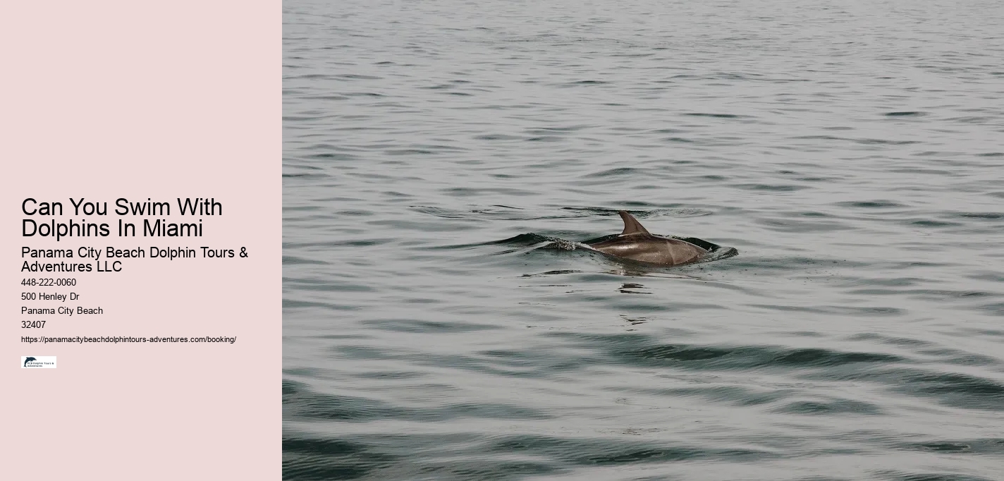 Can You Swim With Dolphins In Miami