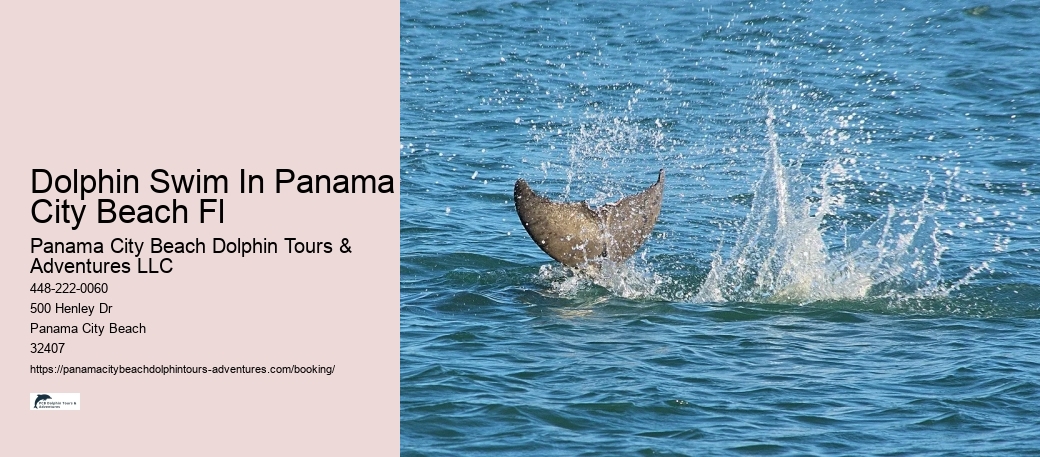 Dolphin Swim In Panama City Beach Fl