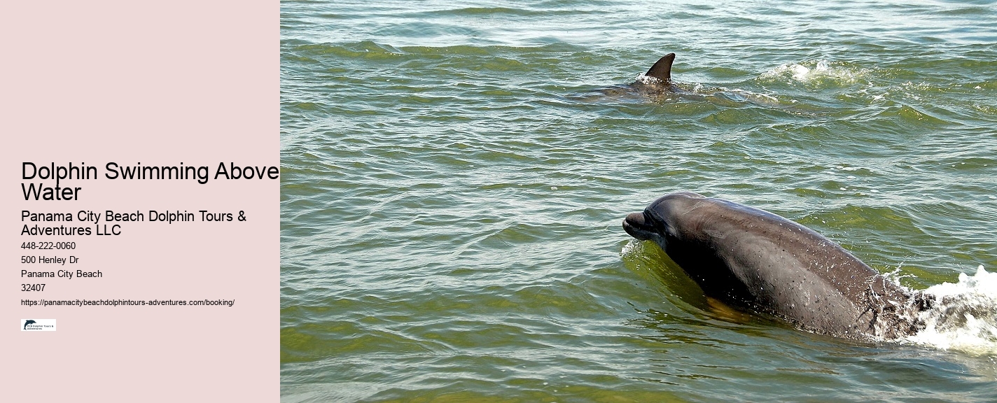 Jet Ski Dolphin Tours Panama City Beach Florida