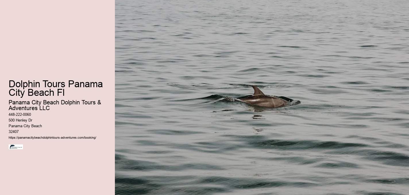 Dolphin Tours Panama City Beach Fl