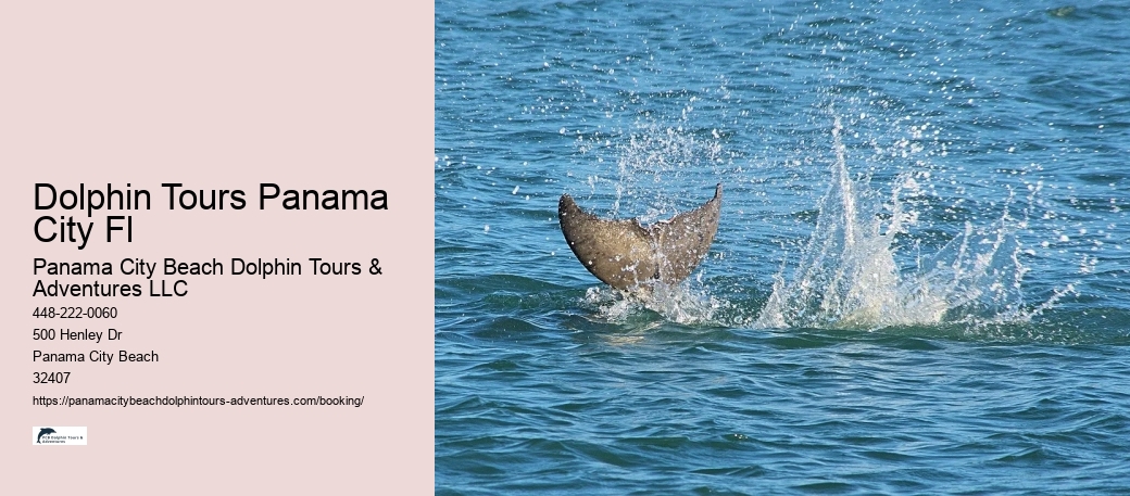 Dolphin Tours Panama City Fl