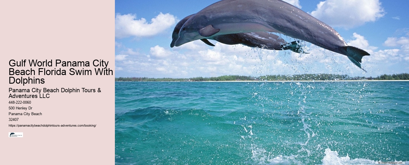 Shell Island Dolphin And Snorkeling