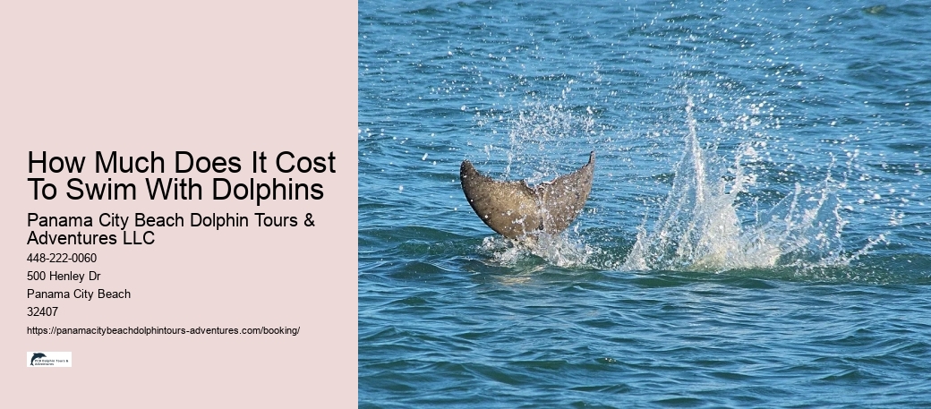 How Much Does It Cost To Swim With Dolphins