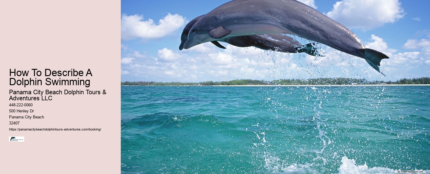 Dolphin Tours Panama City Beach