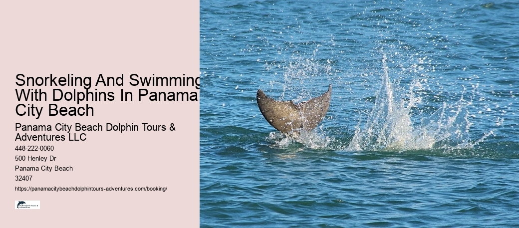 Snorkeling And Swimming With Dolphins In Panama City Beach