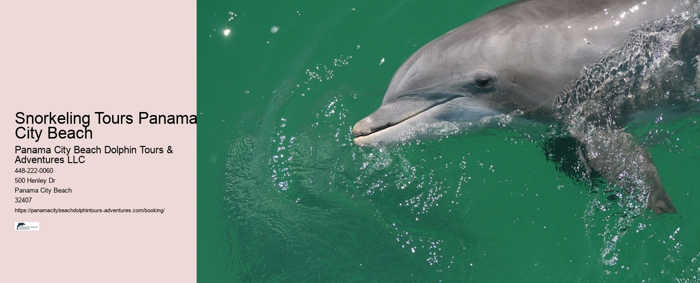 Dolphin Cruise