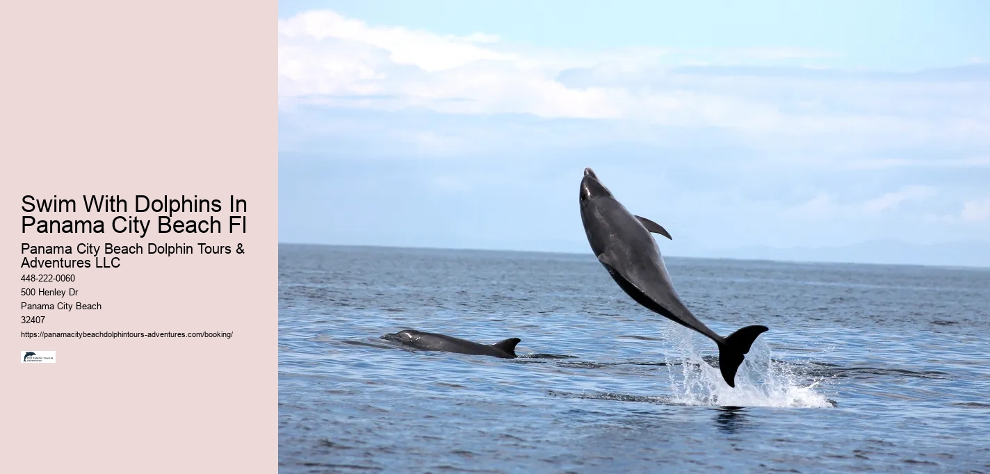 Swim With Dolphins In Panama City Beach Fl