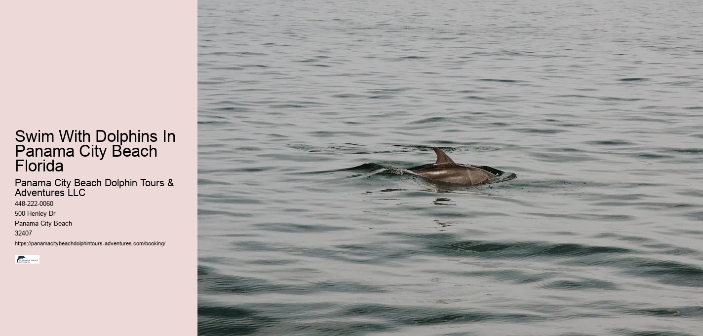 Swim With Dolphins In Panama City Beach Florida