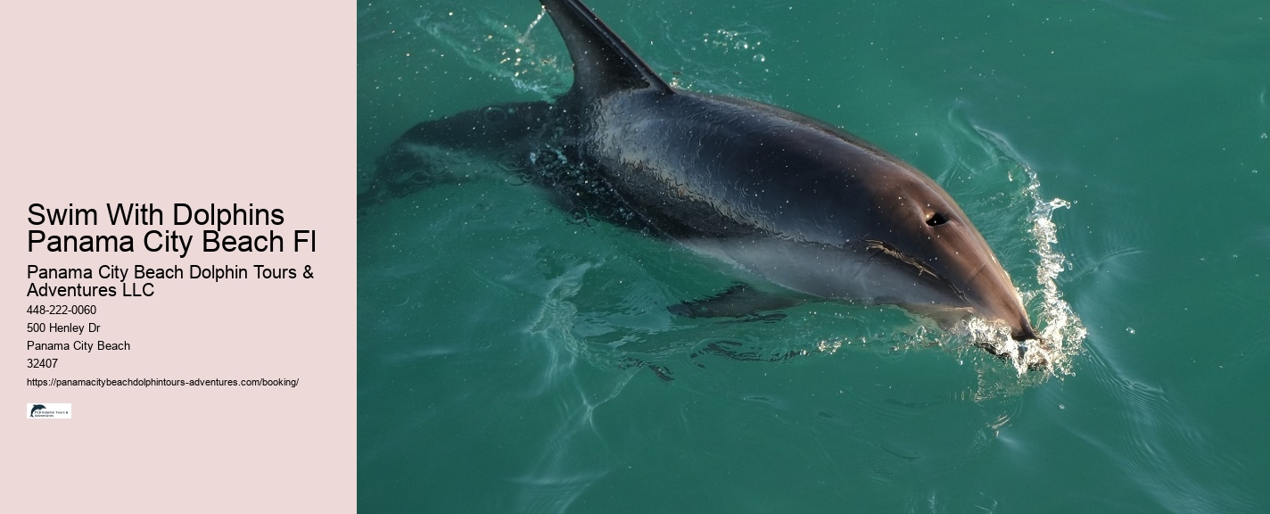 What time of year are dolphins at Panama City Beach