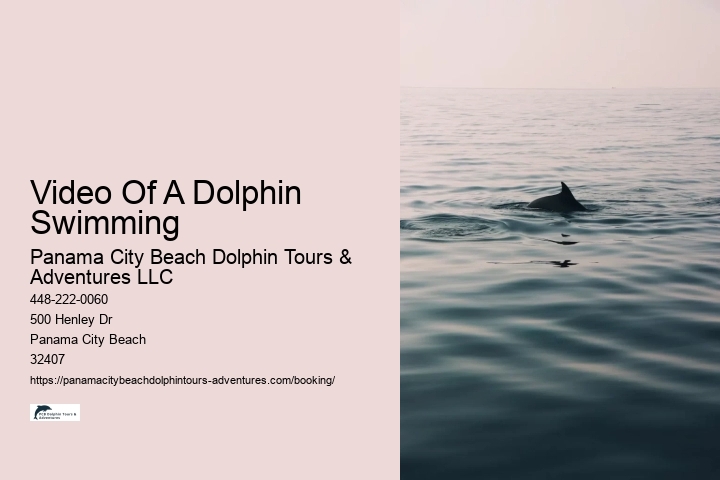 Video Of A Dolphin Swimming