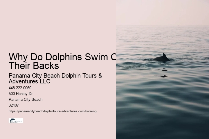 Why Do Dolphins Swim On Their Backs